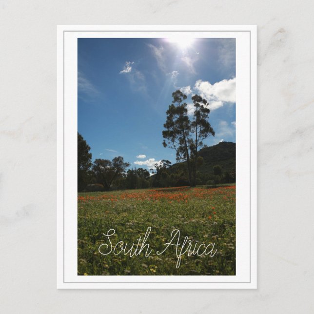 Westküste Südafrika Wildblumen Postkarte (Vorderseite)