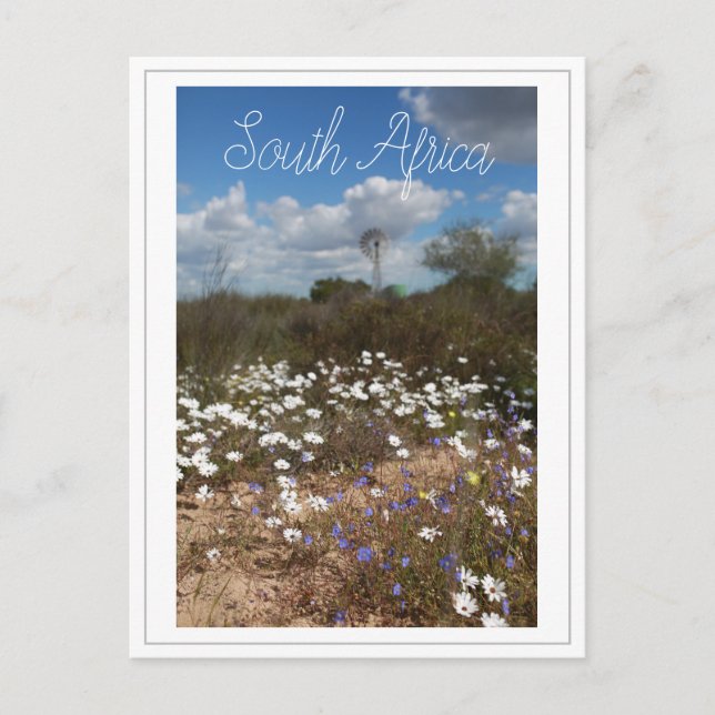 Westküste Südafrika Wilde Blume Postkarte (Vorderseite)