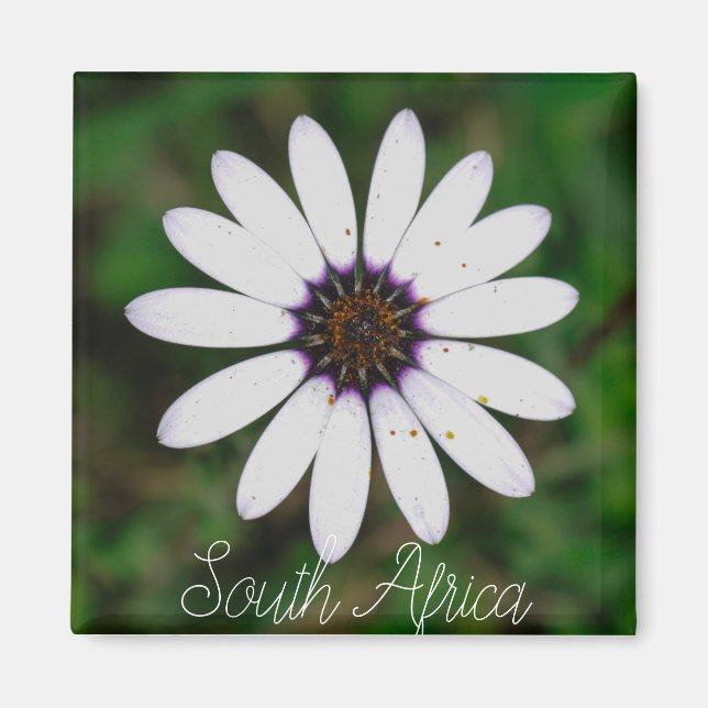 Westküste Südafrika Wilde Blume ZA Magnet (Vorne)