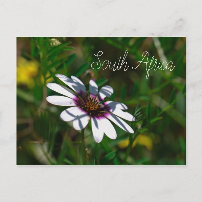 Westküste Wilde Blume Südafrika SA Postkarte (Vorderseite)