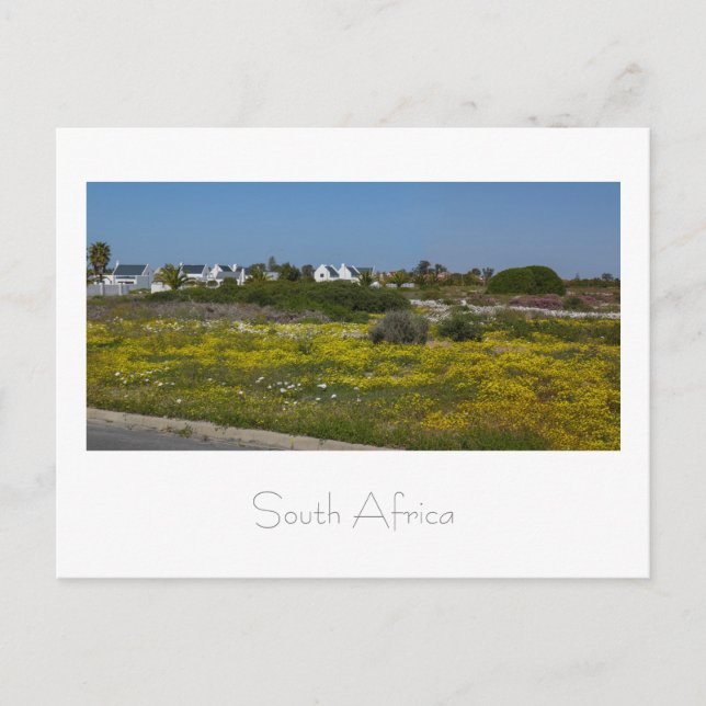 Westküste Wilde Blume Südafrika SA Postkarte (Vorderseite)