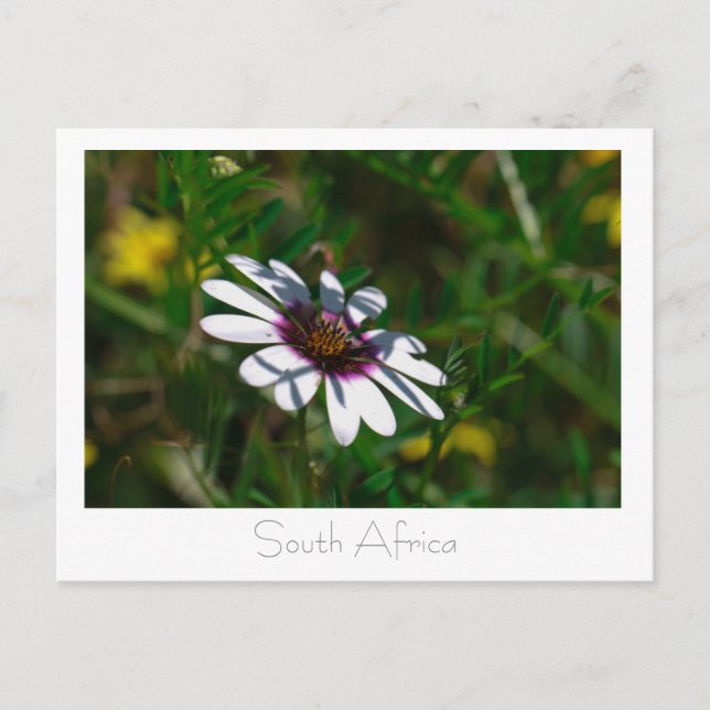 Westküste Wilde Blume Südafrika SA Postkarte (Vorderseite)