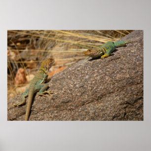 Westliche Halsbandleguane in Colorado Poster