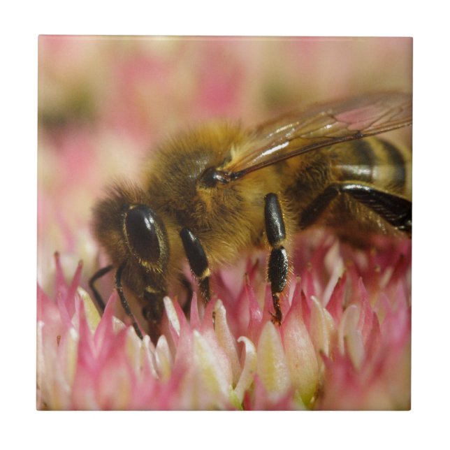 Westliche Honigbiene Makro Fliese (Vorderseite)