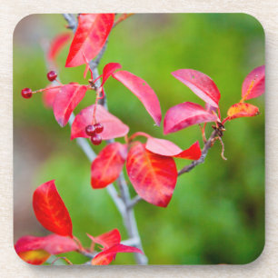 Westliche Traubenkirsche (Prunus Virginiana) im He Getränkeuntersetzer