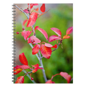 Westliche Traubenkirsche (Prunus Virginiana) im He Notizblock