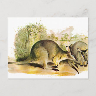Westlicher Bürstenwallaby Postkarte