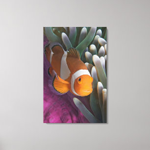Westlicher Clown-Anemonenfisch Leinwanddruck