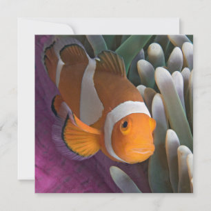 Westlicher Clown-Anemonenfisch Mitteilungskarte