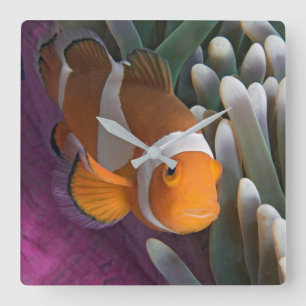 Westlicher Clown-Anemonenfisch Quadratische Wanduhr