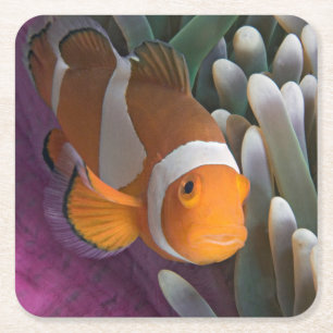 Westlicher Clown-Anemonenfisch Rechteckiger Pappuntersetzer