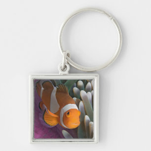 Westlicher Clown-Anemonenfisch Schlüsselanhänger