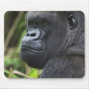 Westlicher Flachlandgorilla, Gorilla in Gefangensc Mousepad