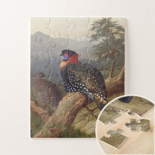 Westlicher Tragopan, Vogelillustrationen