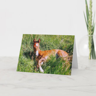 Weston napping karte