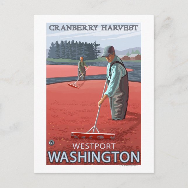 Westport, Washington Cranberry Bog Harvest Postkarte (Vorderseite)
