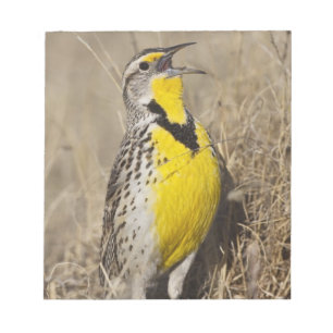 Westschnäpperlerche (Sturnella neglecta) Notizblock