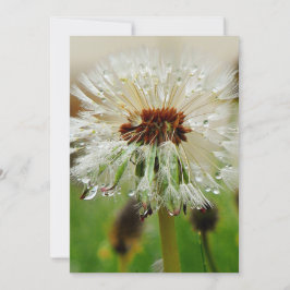 Wet Dandelion Feiertagskarte