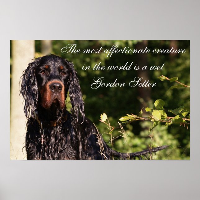 Wet Gordon Setter Poster (Vorne)