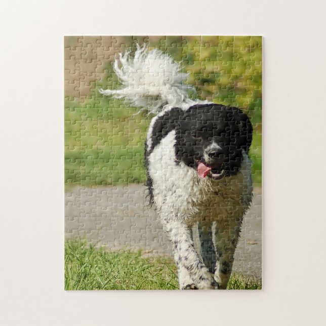 Wetterhoun Dog Jigsaws. (Vertikal)