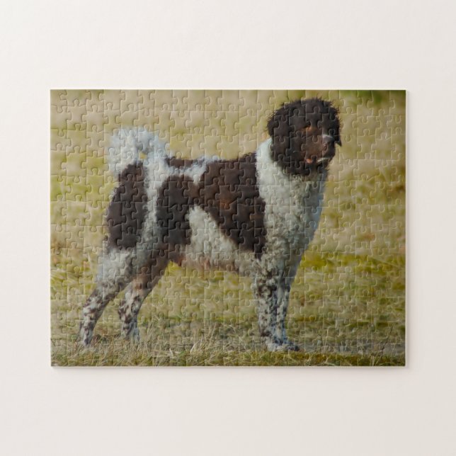 Wetterhoun Hund Puzzles. (Horizontal)