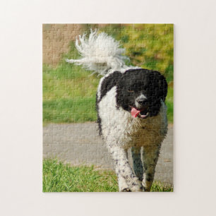 Wetterhoun Hund Puzzles.
