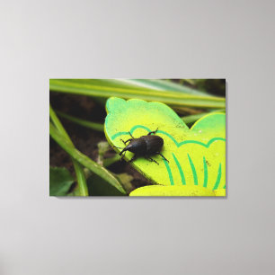 Wevil , Käfer , Curculionoidea , Bug Leinwanddruck