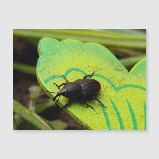 Wevil , Käfer , Curculionoidea , Bug Magnetkarte (Vorderseite)