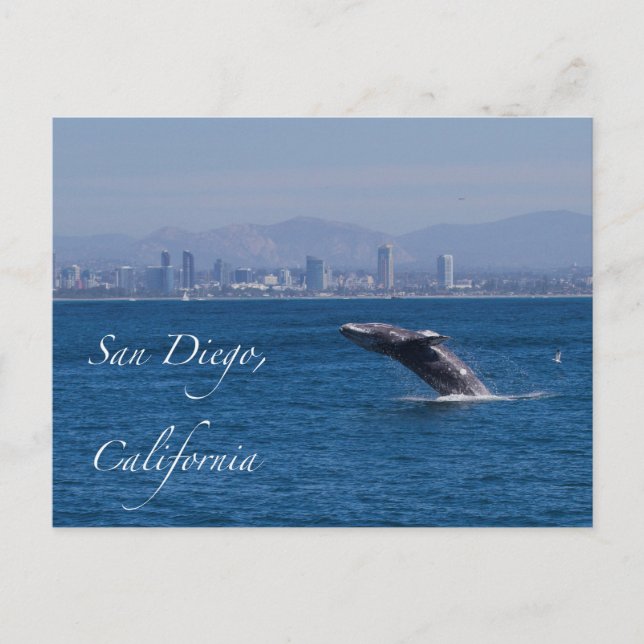 Whale Breaching in San Diego Postkarte (Vorderseite)