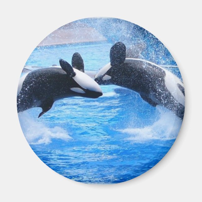 Whale Foto Magnet (Vorne)