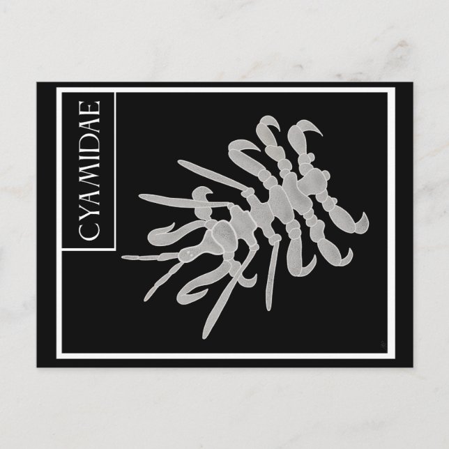 Whale Louse Postkarte (Vorderseite)