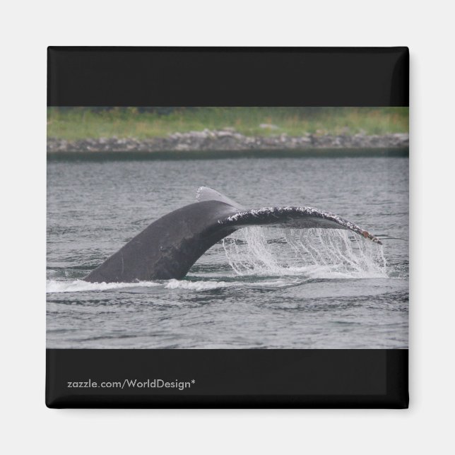 Whale Magnet (Vorne)