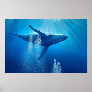 Whale Ozeane Natur Blaues Wasser Poster