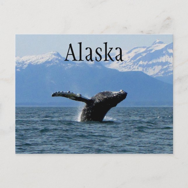 Whale Playtime; Alaska Postkarte (Vorderseite)
