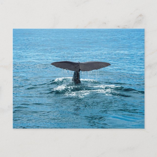Whale Postkarte (Vorderseite)