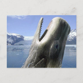 Whale Postkarte