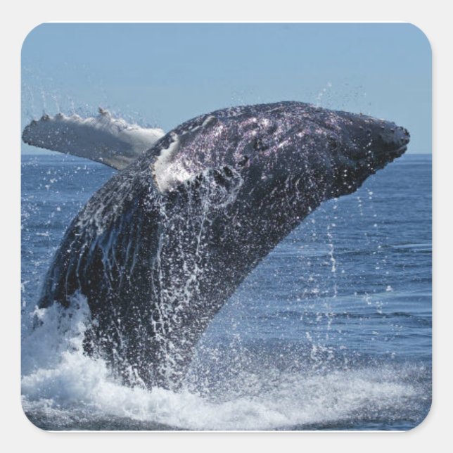 Whale Quadratischer Aufkleber (Vorderseite)