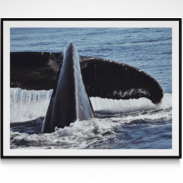 Whale Schwanz Kunstfotografie drucken Poster