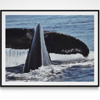 Whale Schwanz Kunstfotografie drucken Poster