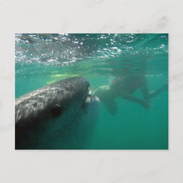 Whale Shark and Swimmer Postkarte (Vorderseite)