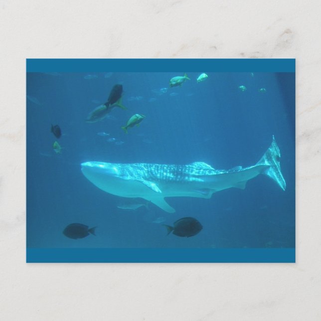 Whale Shark Postkarte (Vorderseite)
