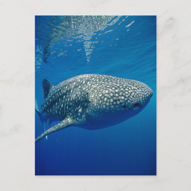 Whale Shark Postkarte (Vorderseite)