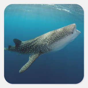 Whale Shark Schwimmen Quadratischer Aufkleber