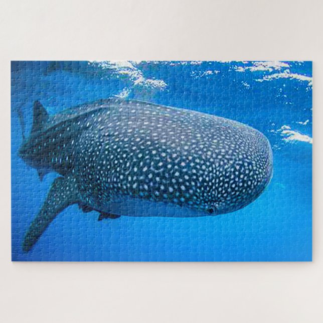 Whale Sharks (Horizontal)
