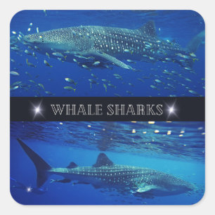Whale Sharks Quadratischer Aufkleber