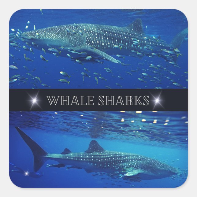 Whale Sharks Quadratischer Aufkleber (Vorderseite)
