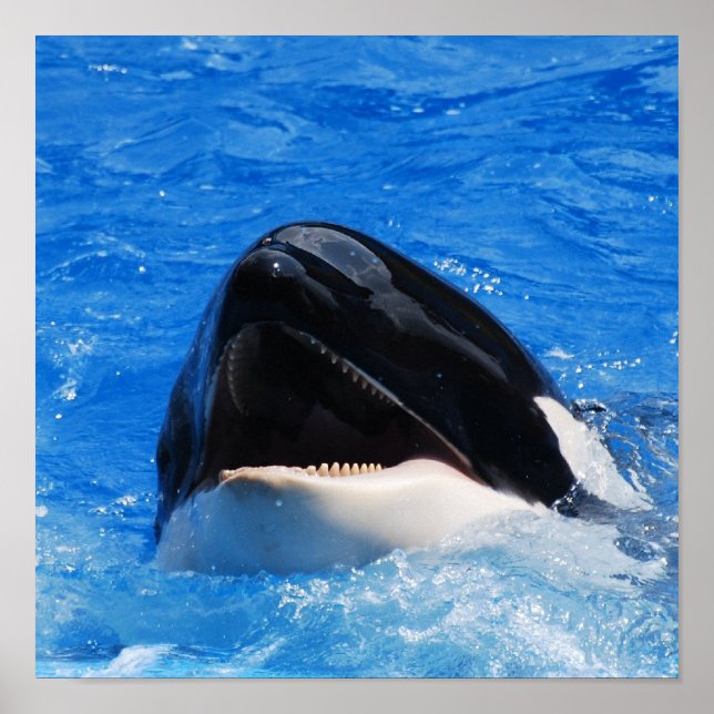 Whale Sounds Poster (Vorne)