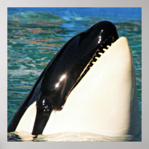 Whale Sprichwort Hello Poster