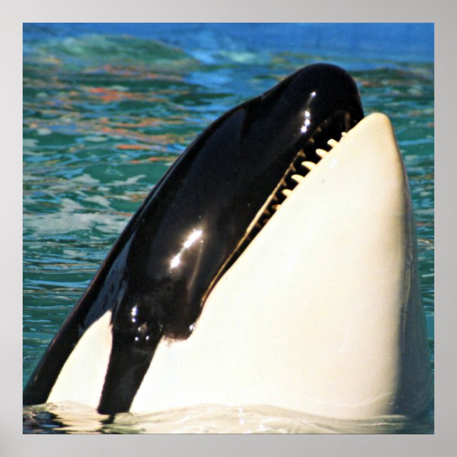 Whale Sprichwort Hello Poster (Vorne)
