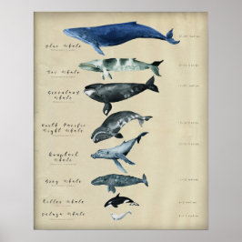Whalenkarte Poster